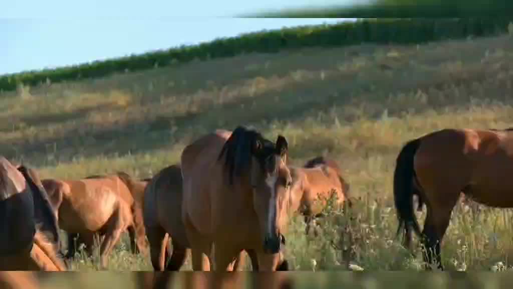 Nature 1: turtles and horses