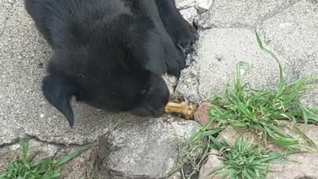 little black man eating bone