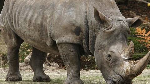 10 most endangered animals in the WORLD!