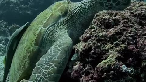 Sea turtles can sleep underwater for even 4–7