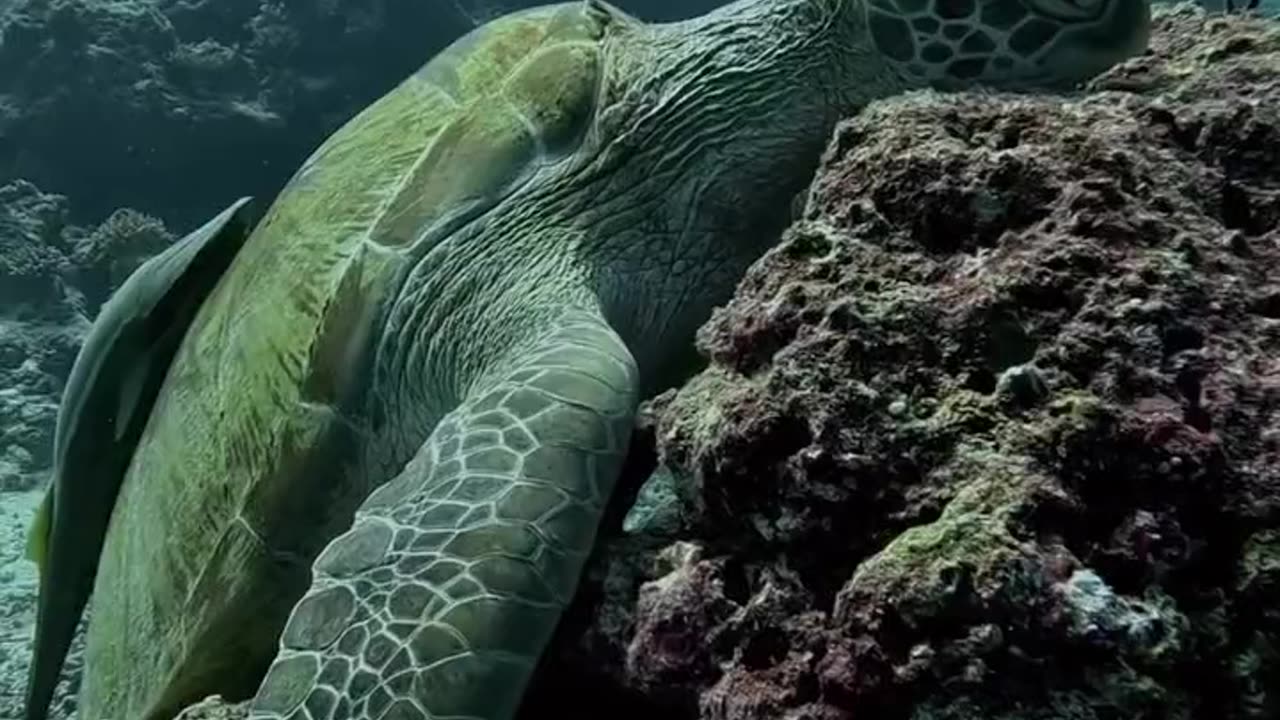 Sea turtles can sleep underwater for even 4–7