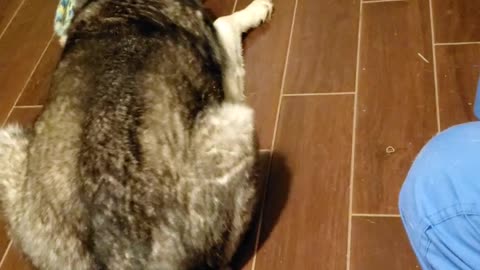 Lazy Husky Tug of War