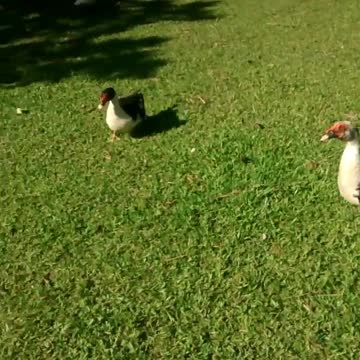 Feeding the cuty Ducks