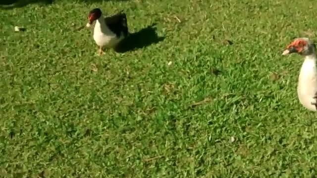 Feeding the cuty Ducks