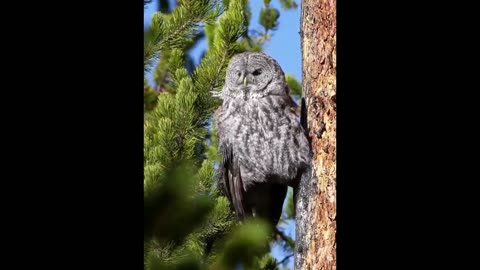 Owl refreshes in the early sun light