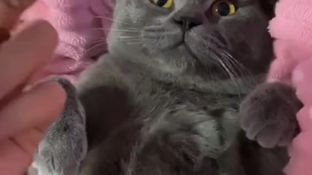 Cute Cats and Funny Animals Compilation 😹 Try Not To Laugh Challenge - Cute Cat 071