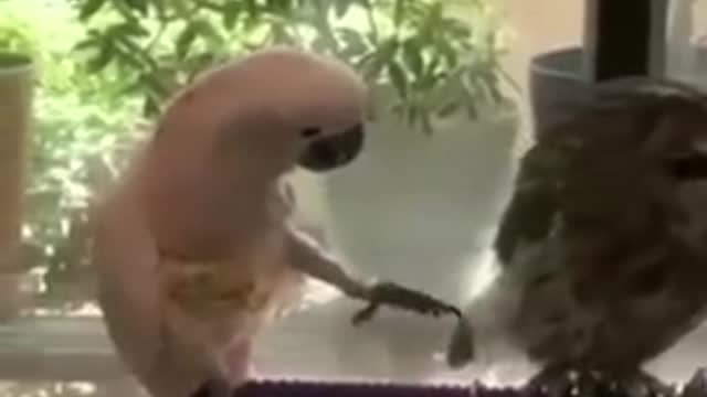 best funny animal video of the year 2021