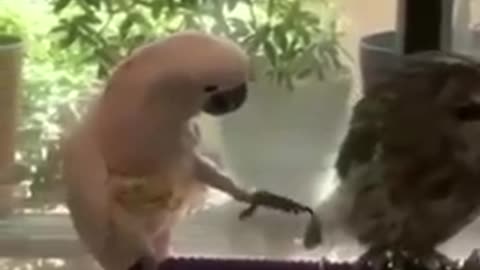 best funny animal video of the year 2021