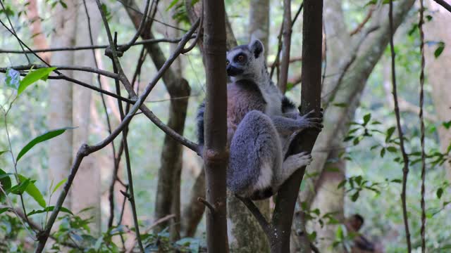 Wild Primates Resting On Trees