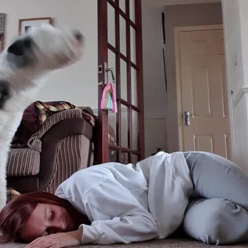 Pretend to faint infront of your dogs