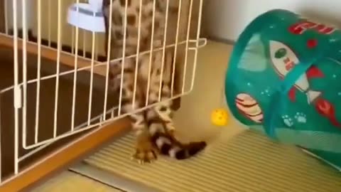 cute & #funny - #cat - #video - #shorts||Cute Pets And Funny Animals ,