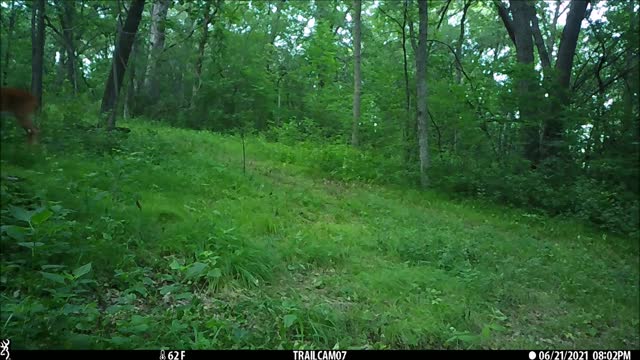 Spring bucks n does