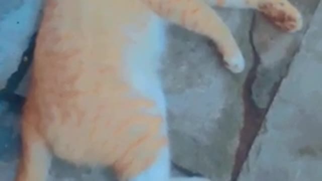 Funny cat so looking hot #viral