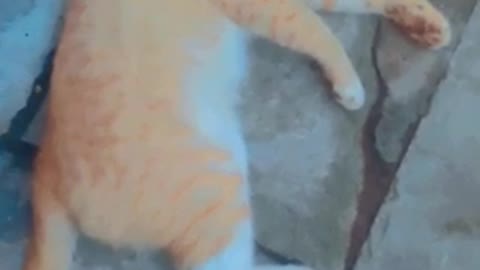 Funny cat so looking hot #viral