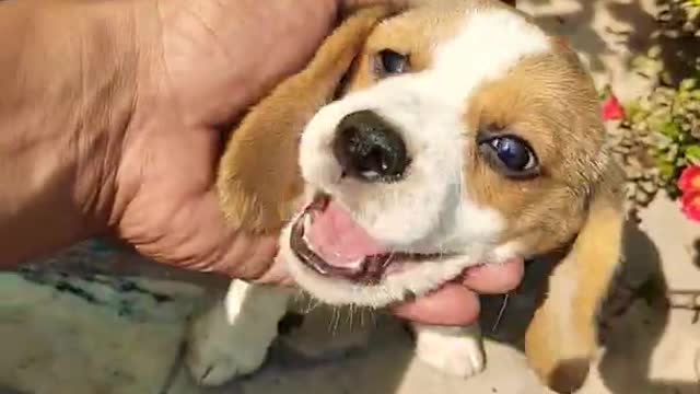 Revealed at last by one of America's top professional dog trainers, a simple training strategy that…