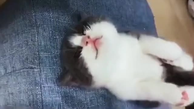 Adorable cat doing yoga