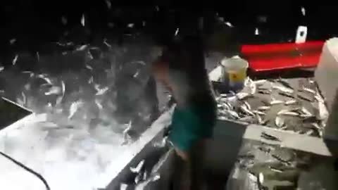 Fishing by firecrackers and light