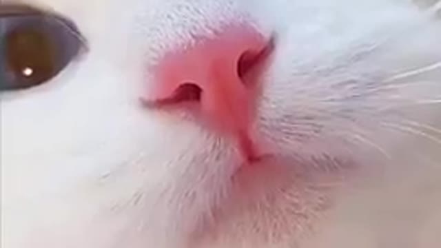 Funny cat video 12