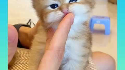 Cute Cat