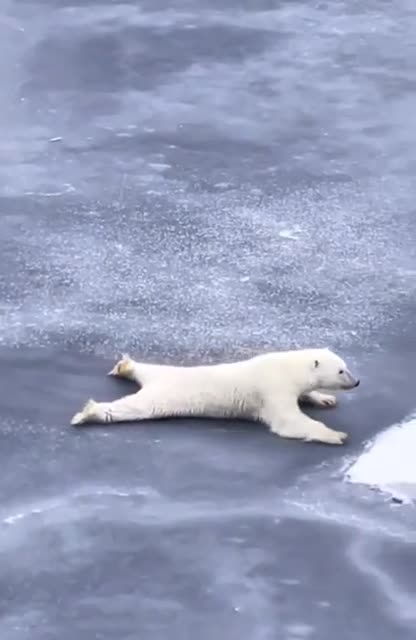 Polar bear showing how to cross on thin ice