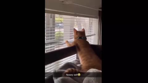 Funniest Cats 😹 - Don't try to hold back Laughter 😂 - Funny Cats Life #1