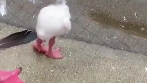 cute little swan