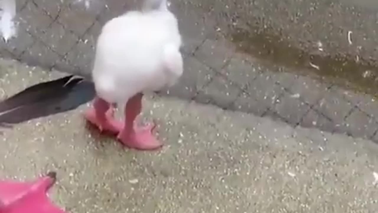 cute little swan