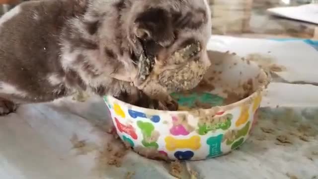 Tiny and cute puppy english bulldog eating first time solid food