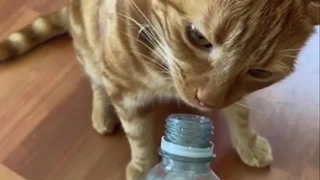 Poor Cat Prank with Water