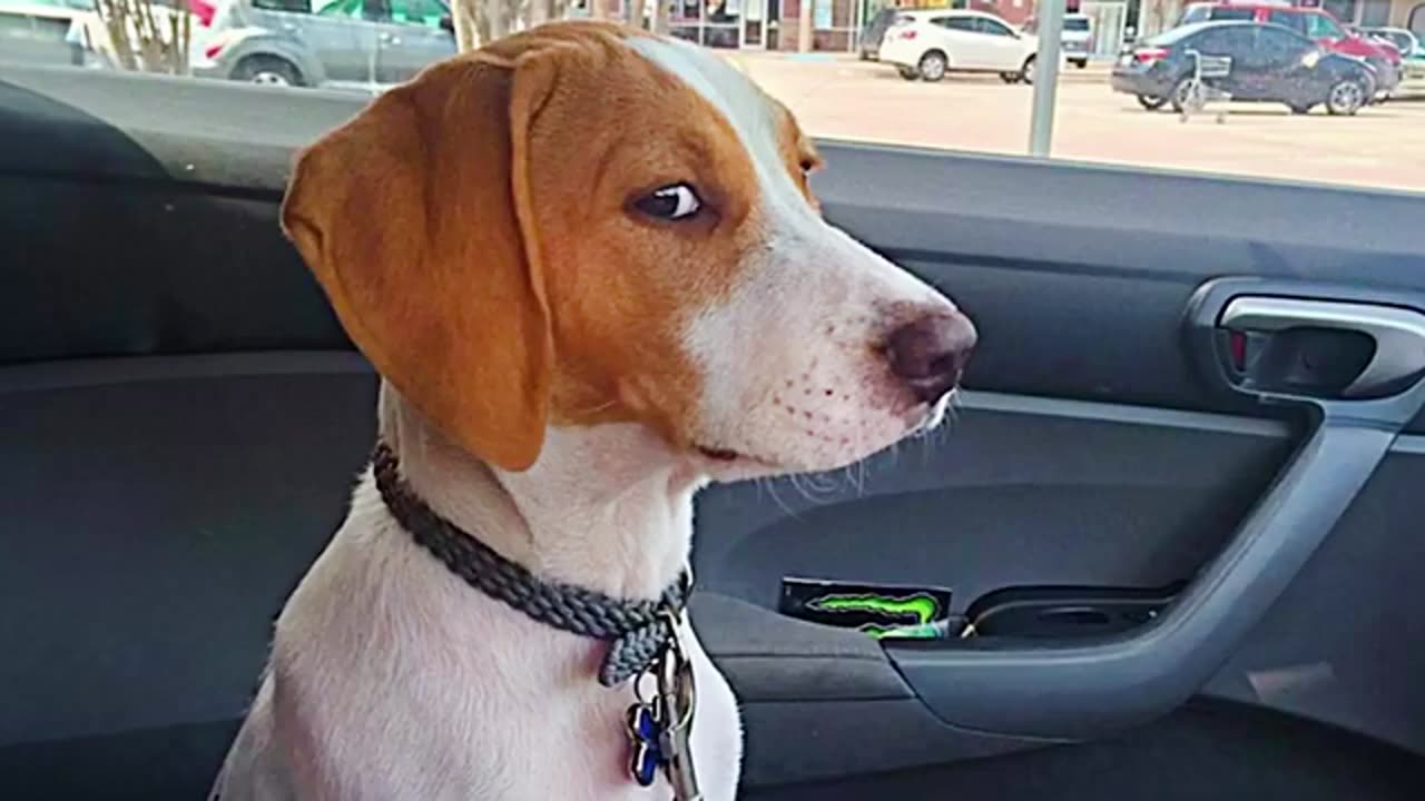 When Brave Dogs Reaction They Are Going To The Vet Funniest Dog Reaction