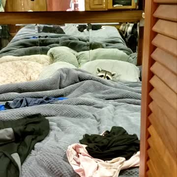 Sleepy raccoon tucks himself into bed