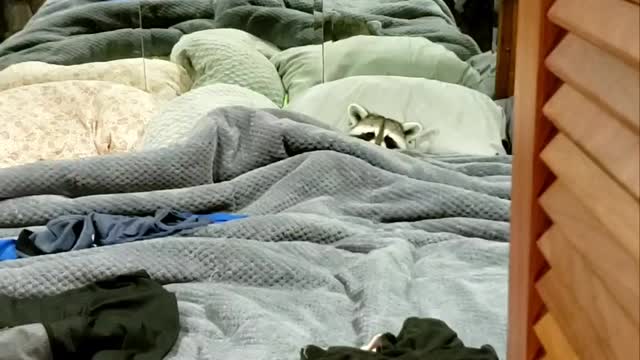 Sleepy raccoon tucks himself into bed