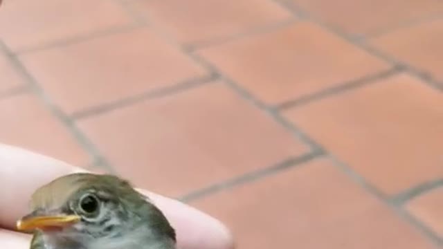 Worm bird flies into the house