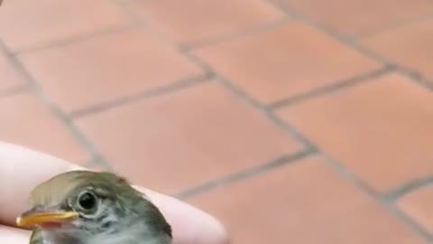 Worm bird flies into the house