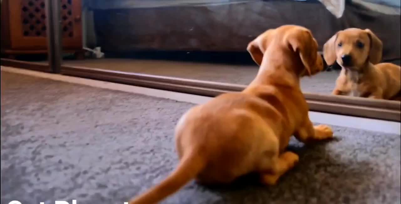 Amazing reaction of dog after looks at himself in the mirror for the first time