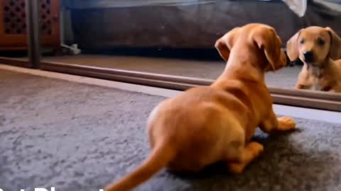 Amazing reaction of dog after looks at himself in the mirror for the first time