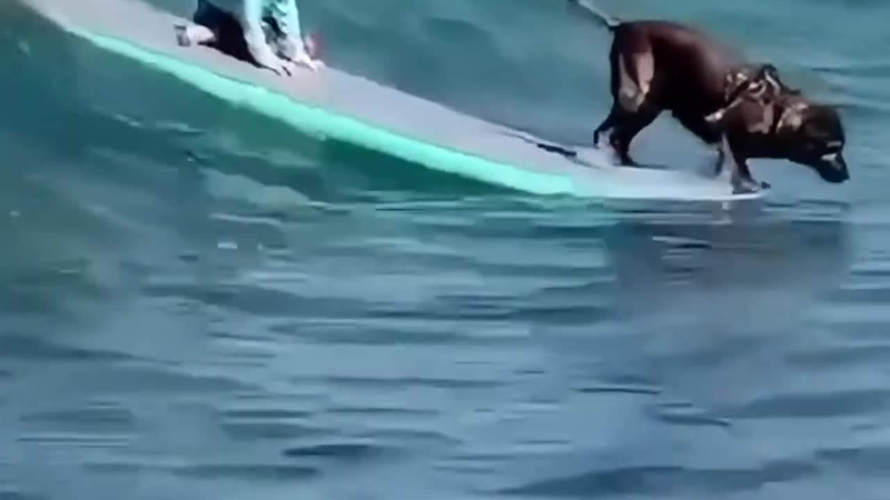 Dogs surfing