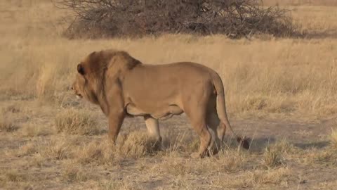 LIONS VS HYENAS - Clash of Enemies