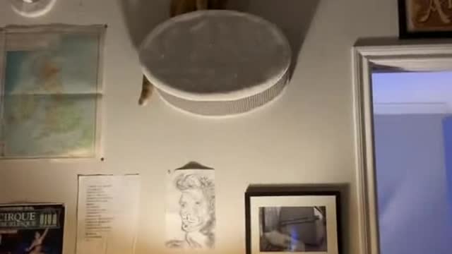 Funny batman cat