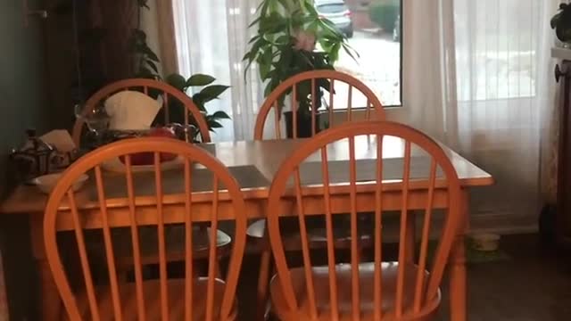 Collab copyright protection - small orange kitten table slide fall