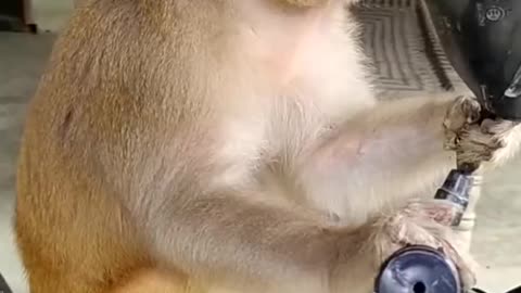 Angery monkey funny movements