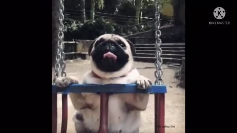 Cute funny baby dogs