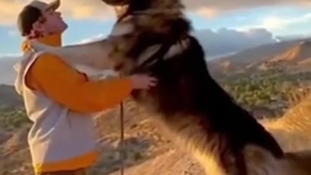 OMG_Don't_kiss_me_|_Best_Of_The_2021_Funny_Animal_#Short_Videos_2021_|_Short_Scenes(480p)