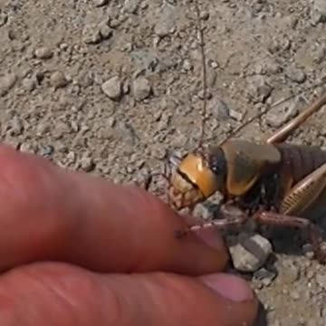 Biblical Plague or New Friends?