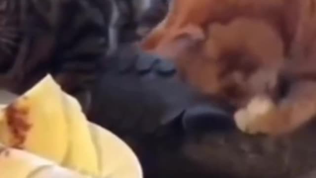 A cat that loves to steal