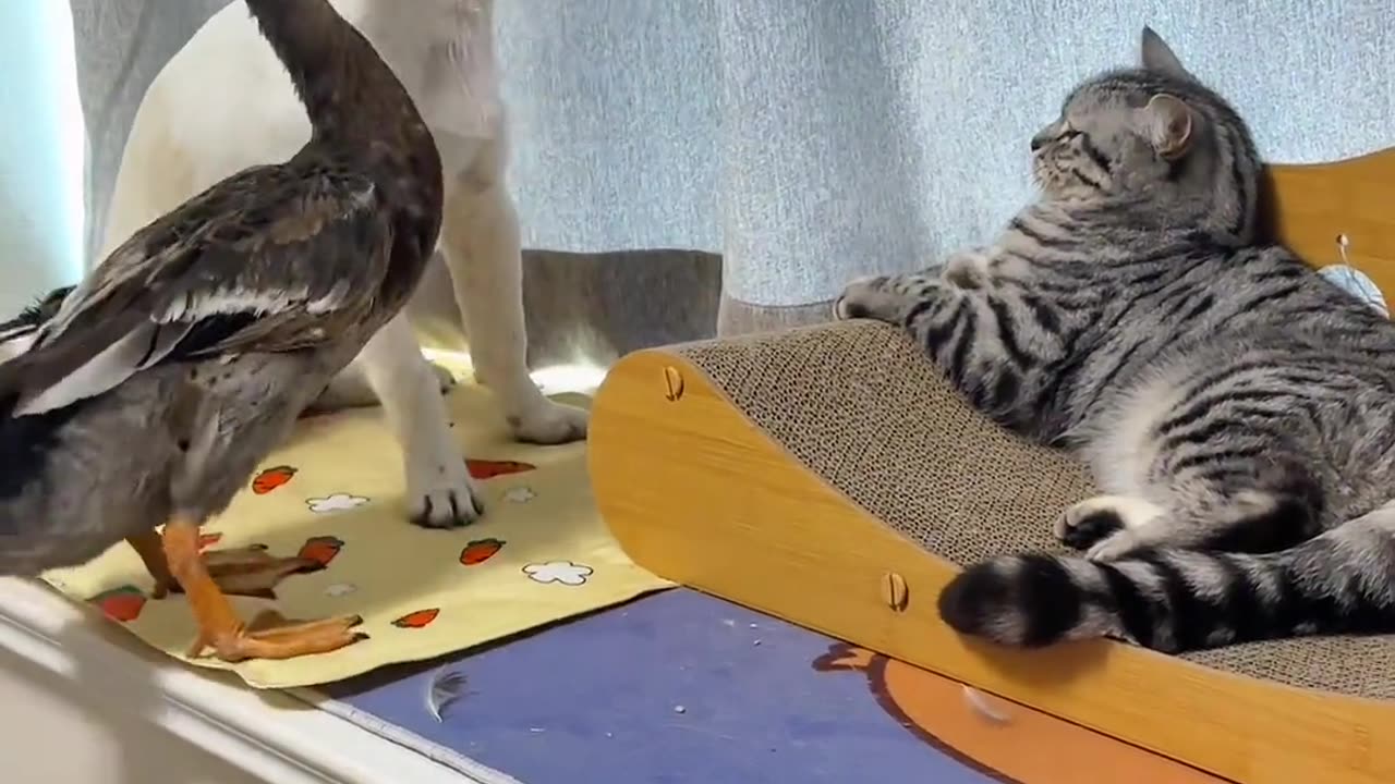 dog vs cat and duck 🤣🤣🤣