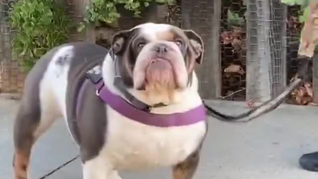 Fat Dog Angry funny Mode