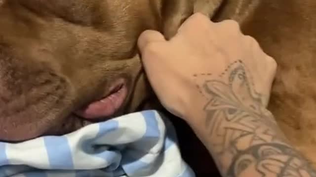 Dog Nice