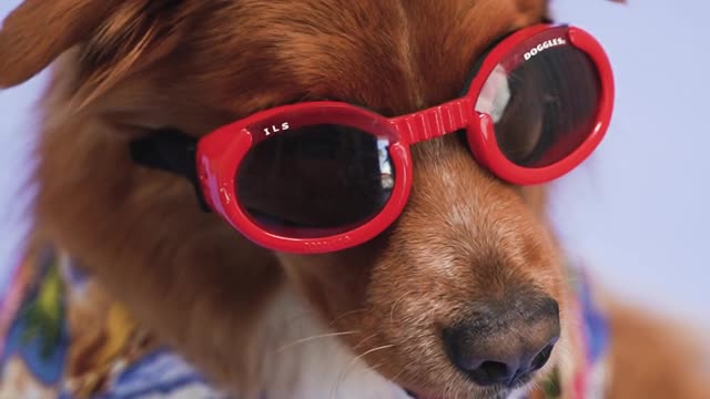 funny dog wearning glasses