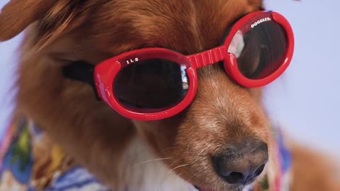 funny dog wearning glasses